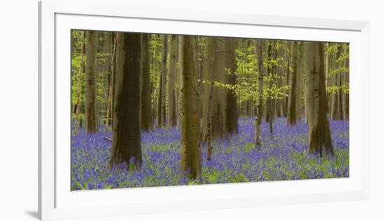 bluebells, Hyacinthoides nonscripta, spring in the Hallerbos nature reserve, Brussels, Belgium-Michael Jaeschke-Framed Photographic Print