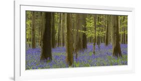 bluebells, Hyacinthoides nonscripta, spring in the Hallerbos nature reserve, Brussels, Belgium-Michael Jaeschke-Framed Photographic Print