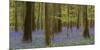 bluebells, Hyacinthoides nonscripta, spring in the Hallerbos nature reserve, Brussels, Belgium-Michael Jaeschke-Mounted Photographic Print