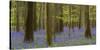 bluebells, Hyacinthoides nonscripta, spring in the Hallerbos nature reserve, Brussels, Belgium-Michael Jaeschke-Stretched Canvas