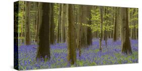 bluebells, Hyacinthoides nonscripta, spring in the Hallerbos nature reserve, Brussels, Belgium-Michael Jaeschke-Stretched Canvas