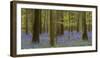 bluebells, Hyacinthoides nonscripta, spring in the Hallerbos nature reserve, Brussels, Belgium-Michael Jaeschke-Framed Photographic Print