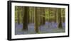 bluebells, Hyacinthoides nonscripta, spring in the Hallerbos nature reserve, Brussels, Belgium-Michael Jaeschke-Framed Photographic Print