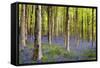 Bluebells (Hyacinthoides Sp.)-Jeremy Walker-Framed Stretched Canvas