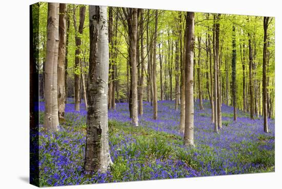 Bluebells (Hyacinthoides Sp.)-Jeremy Walker-Stretched Canvas