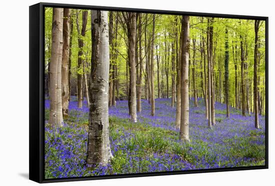 Bluebells (Hyacinthoides Sp.)-Jeremy Walker-Framed Stretched Canvas