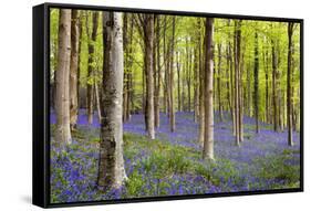 Bluebells (Hyacinthoides Sp.)-Jeremy Walker-Framed Stretched Canvas