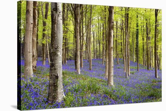 Bluebells (Hyacinthoides Sp.)-Jeremy Walker-Stretched Canvas