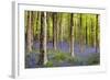 Bluebells (Hyacinthoides Sp.)-Jeremy Walker-Framed Premium Photographic Print