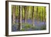 Bluebells (Hyacinthoides Sp.)-Jeremy Walker-Framed Premium Photographic Print