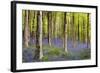 Bluebells (Hyacinthoides Sp.)-Jeremy Walker-Framed Premium Photographic Print
