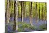 Bluebells (Hyacinthoides Sp.)-Jeremy Walker-Mounted Premium Photographic Print