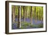 Bluebells (Hyacinthoides Sp.)-Jeremy Walker-Framed Photographic Print