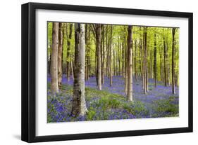 Bluebells (Hyacinthoides Sp.)-Jeremy Walker-Framed Photographic Print