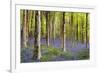 Bluebells (Hyacinthoides Sp.)-Jeremy Walker-Framed Photographic Print