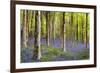 Bluebells (Hyacinthoides Sp.)-Jeremy Walker-Framed Photographic Print