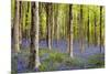 Bluebells (Hyacinthoides Sp.)-Jeremy Walker-Mounted Photographic Print