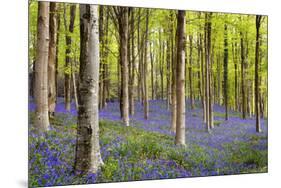 Bluebells (Hyacinthoides Sp.)-Jeremy Walker-Mounted Photographic Print