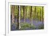 Bluebells (Hyacinthoides Sp.)-Jeremy Walker-Framed Photographic Print