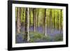 Bluebells (Hyacinthoides Sp.)-Jeremy Walker-Framed Photographic Print