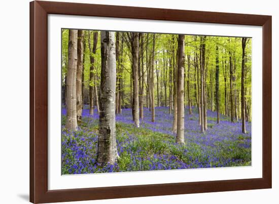 Bluebells (Hyacinthoides Sp.)-Jeremy Walker-Framed Photographic Print