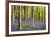 Bluebells (Hyacinthoides Sp.)-Jeremy Walker-Framed Photographic Print