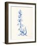 Bluebells I-Sara Zieve Miller-Framed Art Print