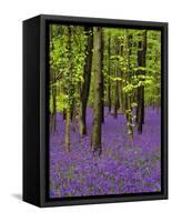 Bluebells in a Beech Wood, West Stoke, West Sussex, England, UK-Pearl Bucknell-Framed Stretched Canvas