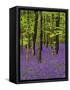 Bluebells in a Beech Wood, West Stoke, West Sussex, England, UK-Pearl Bucknell-Framed Stretched Canvas