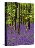 Bluebells in a Beech Wood, West Stoke, West Sussex, England, UK-Pearl Bucknell-Stretched Canvas