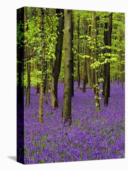 Bluebells in a Beech Wood, West Stoke, West Sussex, England, UK-Pearl Bucknell-Stretched Canvas