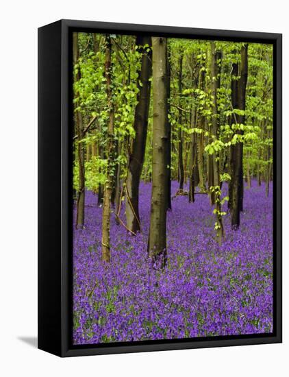 Bluebells in a Beech Wood, West Stoke, West Sussex, England, UK-Pearl Bucknell-Framed Stretched Canvas