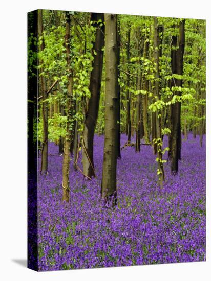 Bluebells in a Beech Wood, West Stoke, West Sussex, England, UK-Pearl Bucknell-Stretched Canvas