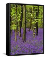 Bluebells in a Beech Wood, West Stoke, West Sussex, England, UK-Pearl Bucknell-Framed Stretched Canvas