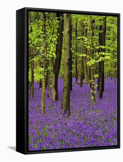 Bluebells in a Beech Wood, West Stoke, West Sussex, England, UK-Pearl Bucknell-Framed Stretched Canvas