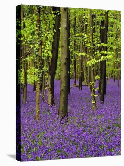 Bluebells in a Beech Wood, West Stoke, West Sussex, England, UK-Pearl Bucknell-Stretched Canvas