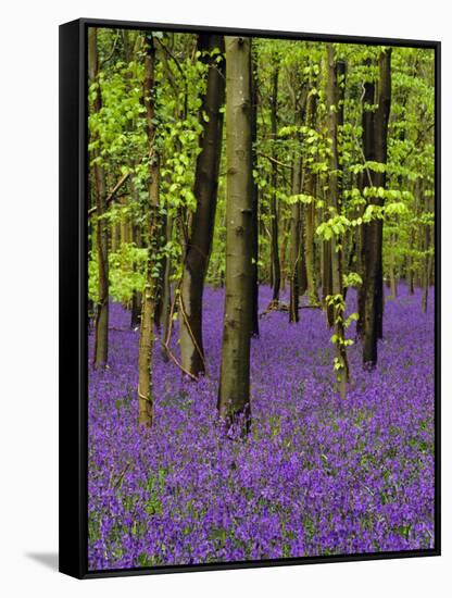 Bluebells in a Beech Wood, West Stoke, West Sussex, England, UK-Pearl Bucknell-Framed Stretched Canvas