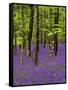 Bluebells in a Beech Wood, West Stoke, West Sussex, England, UK-Pearl Bucknell-Framed Stretched Canvas