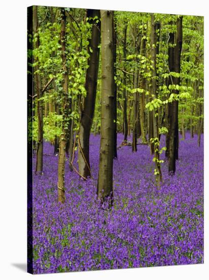 Bluebells in a Beech Wood, West Stoke, West Sussex, England, UK-Pearl Bucknell-Stretched Canvas