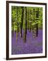 Bluebells in a Beech Wood, West Stoke, West Sussex, England, UK-Pearl Bucknell-Framed Premium Photographic Print