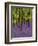 Bluebells in a Beech Wood, West Stoke, West Sussex, England, UK-Pearl Bucknell-Framed Photographic Print