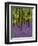 Bluebells in a Beech Wood, West Stoke, West Sussex, England, UK-Pearl Bucknell-Framed Photographic Print