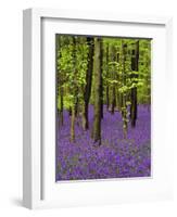 Bluebells in a Beech Wood, West Stoke, West Sussex, England, UK-Pearl Bucknell-Framed Photographic Print