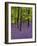 Bluebells in a Beech Wood, West Stoke, West Sussex, England, UK-Pearl Bucknell-Framed Photographic Print