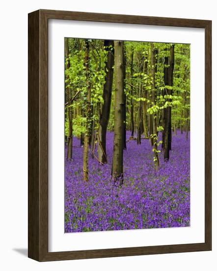 Bluebells in a Beech Wood, West Stoke, West Sussex, England, UK-Pearl Bucknell-Framed Photographic Print