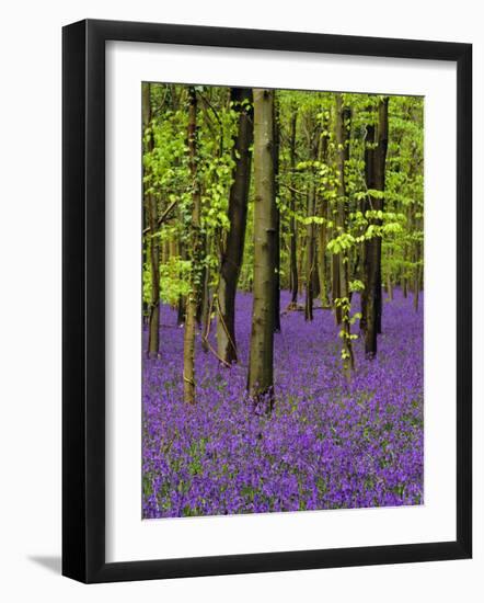 Bluebells in a Beech Wood, West Stoke, West Sussex, England, UK-Pearl Bucknell-Framed Photographic Print