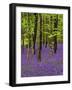 Bluebells in a Beech Wood, West Stoke, West Sussex, England, UK-Pearl Bucknell-Framed Photographic Print