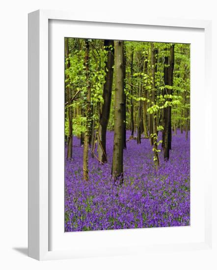 Bluebells in a Beech Wood, West Stoke, West Sussex, England, UK-Pearl Bucknell-Framed Photographic Print