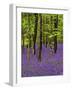 Bluebells in a Beech Wood, West Stoke, West Sussex, England, UK-Pearl Bucknell-Framed Photographic Print