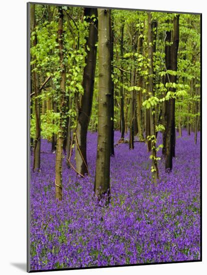 Bluebells in a Beech Wood, West Stoke, West Sussex, England, UK-Pearl Bucknell-Mounted Photographic Print